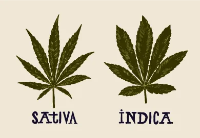 The different effects of indica and sativa