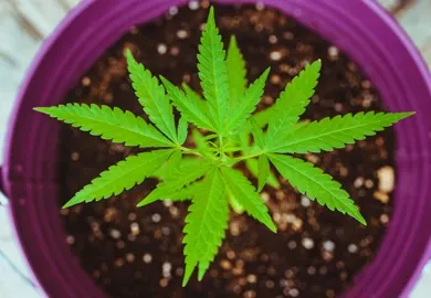 Die Geschichte der Cannabispflanze Ursprünge und Entwicklung