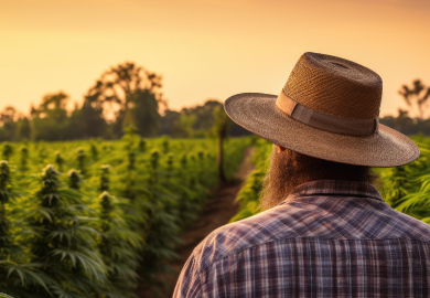 Cannabis-Anbau: Techniken und Umweltauswirkungen in der Landwirtschaft