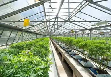 Der ökologische Fußabdruck des Cannabisanbaus: Nachhaltigkeit, Herausforderungen und Zukunftsperspektiven