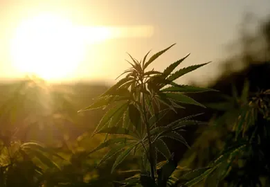 Cannabis und Nachhaltigkeit: Umweltauswirkungen des Anbaus und nachhaltige Praktiken