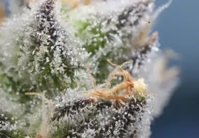 Die Bedeutung von Terpenen in der Cannabis-Pflanze: Aromen, Wirkungen und Vielfalt